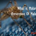 malaria